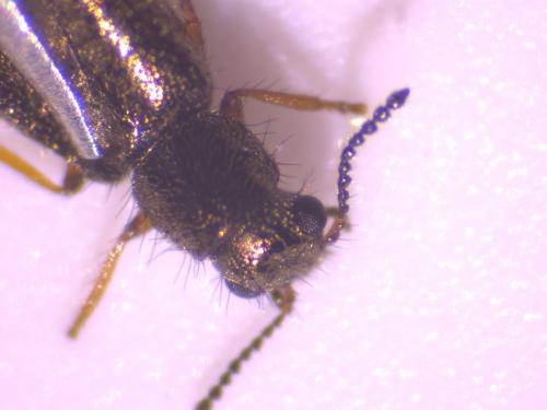 Dasytes sp.